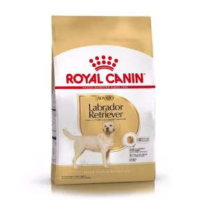 Royal Canin labrador retriever adulto
